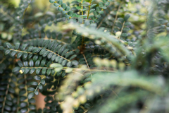 BotanicalGarden_-72